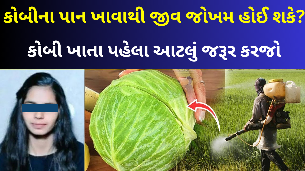 કોબી ખાતા પહેલા આટલું જરૂર કરજો