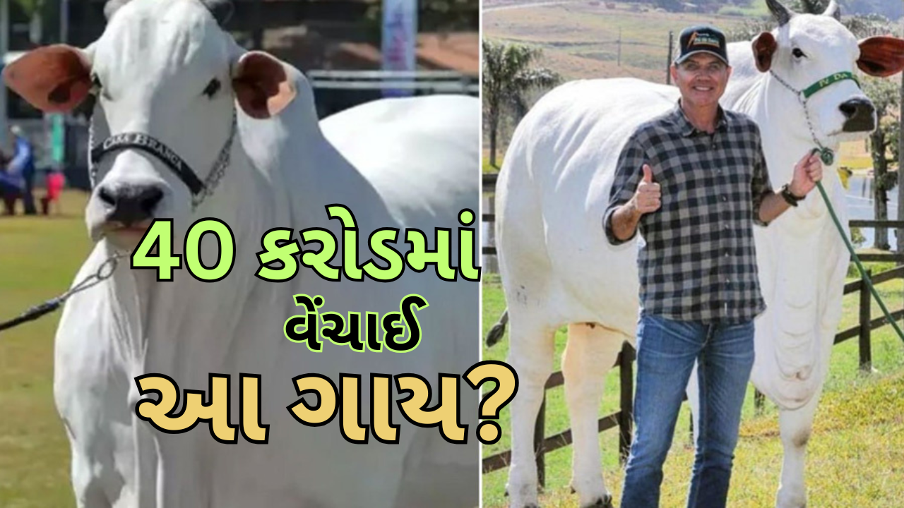બ્રાઝિલમાં આ ગાય 40 કરોડમાં વેચાઈ! ભારત સાથે શું સંબંધ છે? બ્રાઝિલમાં આ ગાય 40 કરોડમાં વેચાઈ! ભારત સાથે શું સંબંધ છે?
