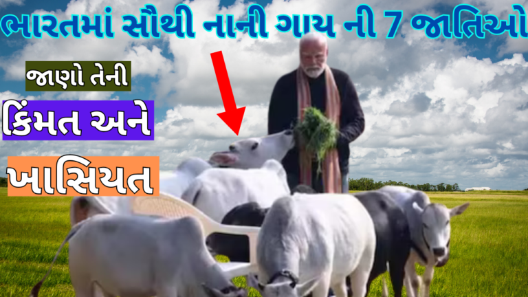 ભારતમાં સૌથી નાની ગાય ની 7 જાતિઓ